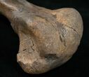 Edmontosaurus Metatarsal (Toe Bone) - #10936-4